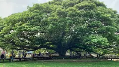 అందుకే ఆ చెట్లను రోడ్ల పక్కన నాడటం లేదు