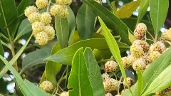 వైఎస్‌ఆర్‌ నాటించారు.. పవన్‌ పెరికేయమన్నారు.. ఎందుకంటే?