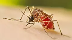 హైదరాబాద్ లో  కోరలు చాస్తున్న డెంగ్యూ ... మనం ఏమి చేయాలి?