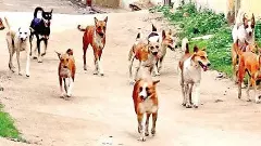 వీధుల్లో పశువులు.. పందులు.. కుక్కలు.. కనిపించాయనుకో..