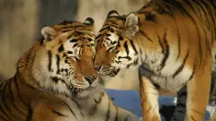 అమ్రాబాద్‌ టైగర్ రిజర్వులో శృంగారానికి వేళాయే...