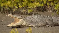 వడోదర వీధుల్లో వీర విహారం చేస్తున్న మొసళ్లు