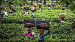 అస్సాం ప్రభుత్వానికి తలంటిన ‘ కాగ్’.. తేయాకు తోటల్లో..