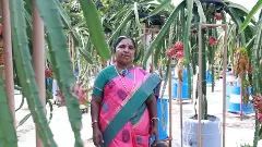 డాబాపైన డ్రాగన్ పళ్ళ సాగు: నెలకు రు.లక్షన్నర గడిస్తున్న రిటైర్డ్ టీచర్