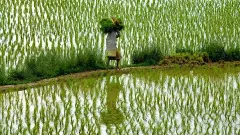 ‘ఎంఎస్‌పీ‌పై త్వరలో నివేదిక’