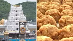 శ్రీవారి లడ్డూలో గొడ్డుకొవ్వుపై వైసీపీ ఏం చేయబోతోంది? ఎస్-విలువేంటీ ?