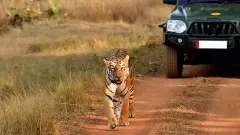 పులుల ప్రణయం ముగిసింది, టైగర్ రిజర్వ్ సఫారీకి రావచ్చు...