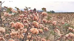 తెల్లదే కాదు.. రంగుల పత్తి కూడా పండుతుంది..