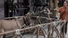 బిగ్ బాస్ హౌస్ లోకి గాడిదను ఎలా పంపారు, సల్మాన్ ఖాన్ కి చిక్కులు!