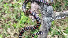 ఇదో వెరైటీ పాము... దీని పేరేంటో తెలుసా?