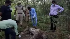 వన్యప్రాణి సప్తాహంలోనే వేటగాళ్ల వేటుకు చిరుతపులి బలి