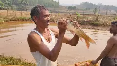 కొండ కోనల్లో నాటు చేపల విప్లవం!