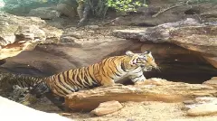 అభయారణ్యాల్లో వన్యప్రాణుల పరిరక్షణకు చర్యలేవి?