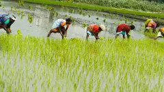 తెలంగాణలో మితిమీరిన వరి సాగు తెస్తున్న ముప్పు ఏమిటో తెలుసా?