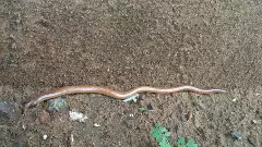 విశాఖ తీరంలో అత్యంత అరుదైన బార్కుడియా పాము!