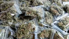 గంజాయిని లేకుండా ప్రభుత్వం చేస్తుందా?