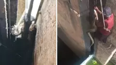 ఉస్మాన్‌సాగర్ క్రెస్ట్ గేటుపై కొండచిలువ, కాపాడిన ఎఫ్‌ఓఎస్