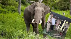 దడ పుట్టిస్తున్న ఒంటరి ఏనుగు