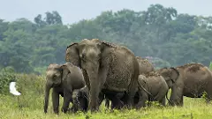 తెలంగాణ సరిహద్దుల్లో ఏనుగుల సంచారం, అటవీశాఖ అధికారులు అప్రమత్తం