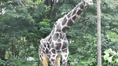 జూపార్కులో సునామీ బసంత్ జిరాఫీ ఇక లేదు...