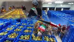 Mango pulp| చిత్తూరు మామిడిపై యూరప్ యుద్ధమేఘాలు