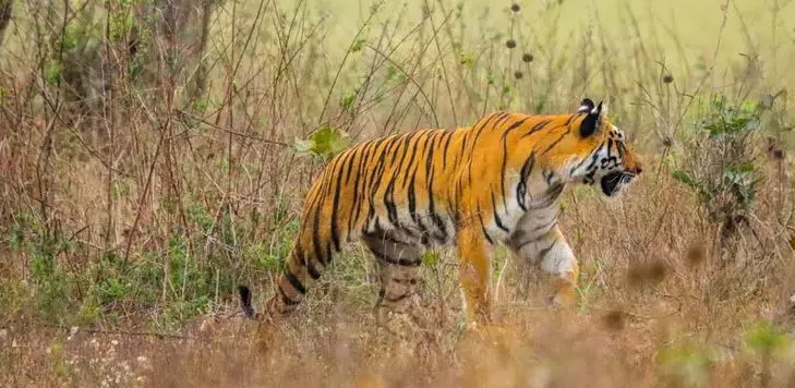 Tiger | మహారాష్ట్ర పులులు తెలంగాణలోకి ఎందుకు వస్తున్నాయి?