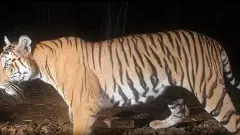 Tiger Attack | పులి దాడిలో యువతి మృతి, మృతదేహంతో బంధువుల ధర్నా