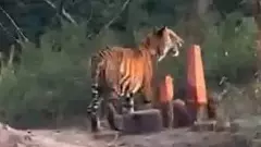 Tiger Attack |ఆసిఫాబాద్‌లో మళ్లీ రైతుపై మళ్లీ పులి దాడి, తీవ్ర గాయాలు