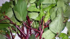 గోంగూర పచ్చడి చేయడం రాదన్నందుకు పెళ్లిళ్లే చెడిపోయాయి తెలుసా?