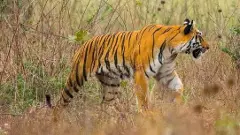 పులుల పరిరక్షణకే ప్రాధాన్యం, ప్రజల రక్షణకు చర్యలేవి?