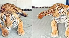 Kakatiya Zoo Park | హైదరాబాద్ నుంచి పులుల జంట హన్మకొండకు తరలింపు