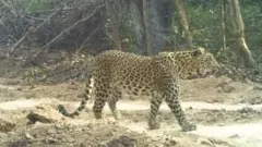 Leopards|ఆదిలాబాద్‌ ప్రాంతంలో పులులు కాదు, చిరుతల సంచారం