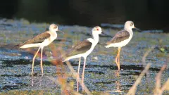 Bird Walk Festival | కవ్వాల్‌లో కనువిందు చేసిన బర్డ్ వాక్ ఫెస్టివల్