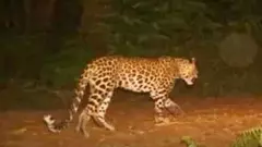 BREAKING | తిరుపతి వర్శిటీలో చిరుత సంచారంతో కలకలం