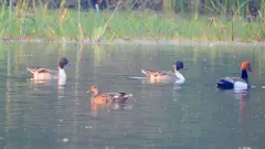 వలస పక్షులు మనసు మార్చుకున్నాయా?