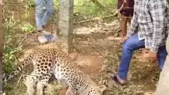 గన్నవరంలో చిరుత కలకలం..ఉచ్చులో పడి మృతి చెందిన పులి