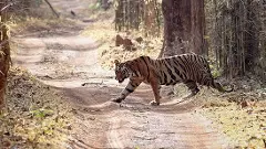 Tigers | కవ్వాల్‌కు వచ్చిన పులులు, రంగంలోకి ఎనిమల్ ట్రాకర్స్ బృందాలు