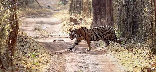 Tigers | కవ్వాల్‌కు వచ్చిన పులులు, రంగంలోకి ఎనిమల్ ట్రాకర్స్ బృందాలు