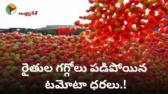 Tomato Market Crash  || రైతుల గగ్గోలు, పడిపోయిన టమోటా ధరలు.!