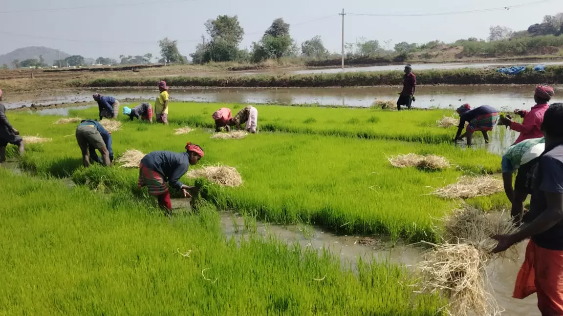 Bengal Labor in Telangana|తెలంగాణ రైతును ఆదుకుంటున్న బెంగాల్ వలస కూలీ