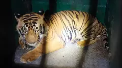 Tiger Mating season | తోడు కోసం పులుల ప్రయాణం, బోనులో బంధించిన వైనం