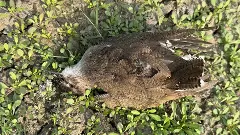 Water Pollution | కాలుష్యం కాటుకు పక్షుల మృతి,కదిలిన పీసీబీ అధికారులు