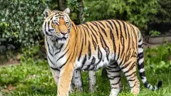 నెలవు లేక ‘కాలుకాలిన పిల్లిలా’ తిరిగిన పులి