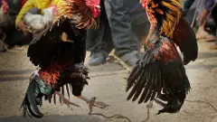 కోడిపందాల్లో ఎన్ని కోట్లు చేతులు మారతాయో తెలుసా? విస్తరించడానికి కారణమదేనా?