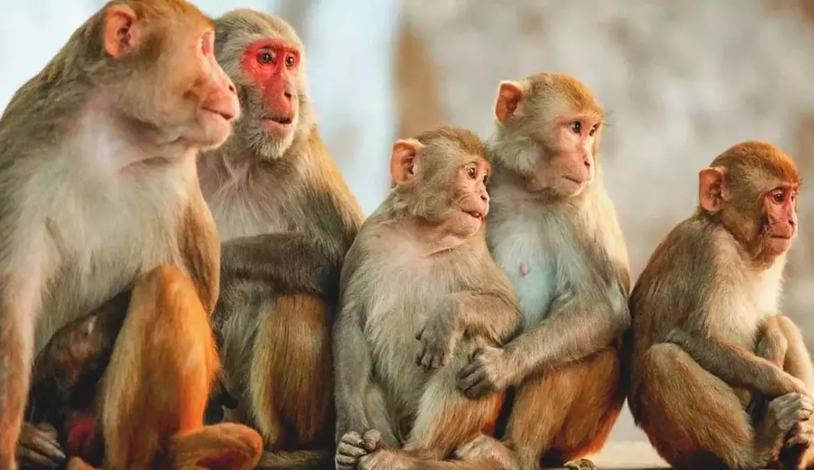 Monkey Menace | తెలంగాణలో కోతుల కిష్కింధకాండ