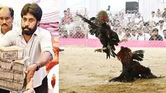 సంక్రాంతి శోభతో తెలుగు లోగిళ్లు, కోడిపందాల బరిలో కోట్లాట