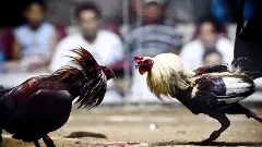 Sankranti | నిషేధ ఉత్తర్వులు బేఖాతర్, కోడి పందాలు, చైనీస్ మాంజా జోరు