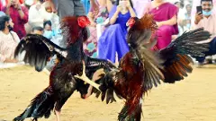 ఏపీలో ఊహించని సంక్రాంతి సందడి