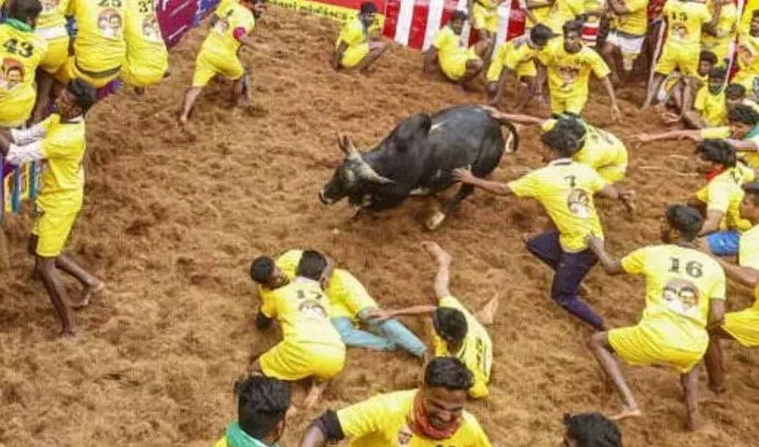 జల్లికట్టులో ఏడుగురు మృతి, పదుల సంఖ్యలో గాయపడిన ప్రేక్షకులు జల్లికట్టులో ఏడుగురు మృతి, పదుల సంఖ్యలో గాయపడిన ప్రేక్షకులు