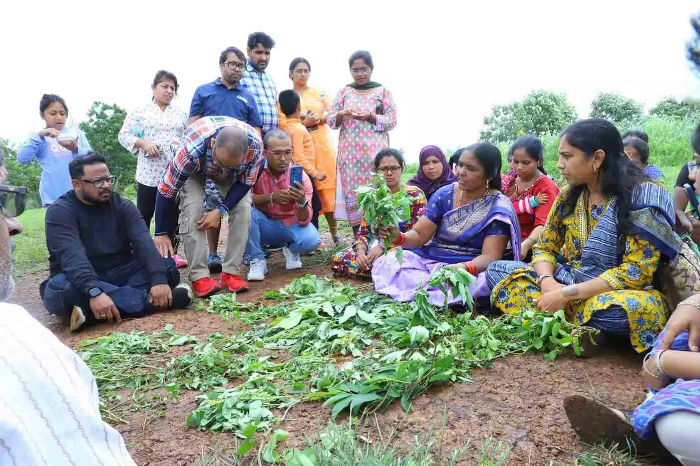 సాగు చేయని ఆకు కూరలు